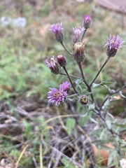 Erigeron acris serotinus
