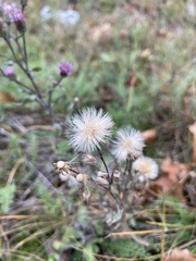 Erigeron acris serotinus