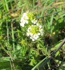 Triphysaria floribunda