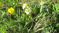 Triphysaria floribunda