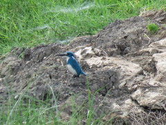 Alcedo coerulescens
