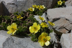 Ranunculus sericophyllus