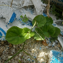 Ipomoea alba
