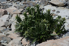 Dolichoglottis scorzoneroides