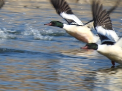Mergus merganser