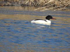 Mergus merganser
