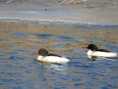 Mergus merganser