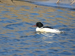 Mergus merganser