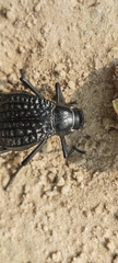 Adesmia cancellata