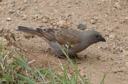 Parrot-billed Sparrow (Passer gongonensis), photo 6