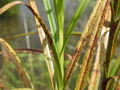Bolboschoenus fluviatilis