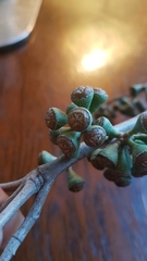 Eucalyptus fastigata