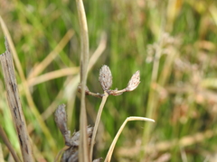 Bolboschoenus fluviatilis