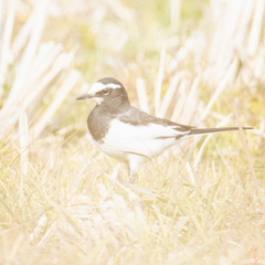 Motacilla grandis