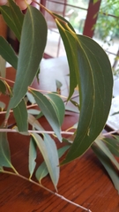 Eucalyptus fastigata