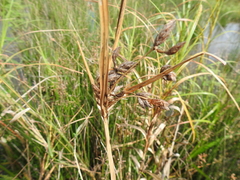 Bolboschoenus fluviatilis
