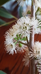 Eucalyptus fastigata