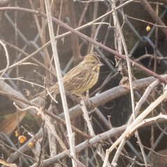 Emberiza personata