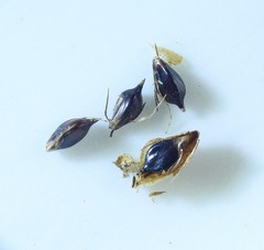 Bolboschoenus fluviatilis