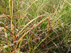 Bolboschoenus fluviatilis