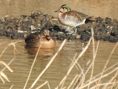 Sibirionetta formosa