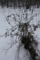 Cotoneaster melanocarpus