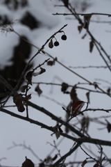 Cotoneaster melanocarpus