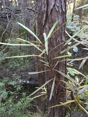 Leucopogon fasciculatus
