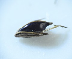 Bolboschoenus fluviatilis