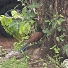 Centropus sinensis