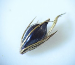Bolboschoenus fluviatilis