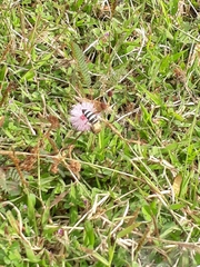 Apis dorsata breviligula