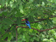 Halcyon cyanoventris