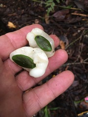 Irvingbaileya australis