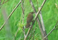 Helopsaltes ochotensis