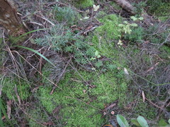 Leucopogon fasciculatus