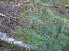Leucopogon fasciculatus