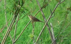 Helopsaltes ochotensis