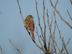 Emberiza cioides