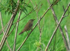 Helopsaltes ochotensis