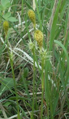 Carex michelii