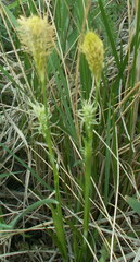 Carex michelii