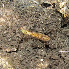 Discobola tessellata