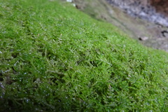 Eucladium verticillatum