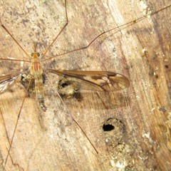 Leptotarsus huttoni