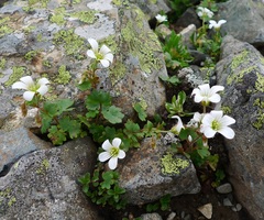 Saxifraga granulata