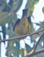 Spinus psaltria