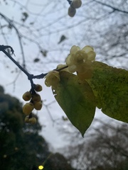Chimonanthus praecox