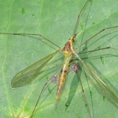 Leptotarsus viridis