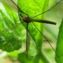 Leptotarsus albistigma